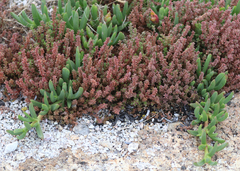 Crassula sieberiana