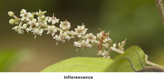 Embelia tsjeriam-cottam