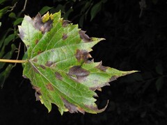 Dothideomycetes