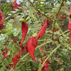 Clianthus puniceus