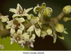 Embelia tsjeriam-cottam