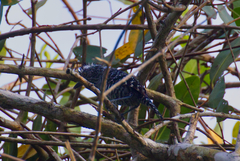 Thamnophilus doliatus