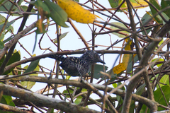 Thamnophilus doliatus