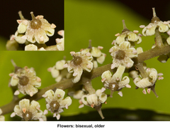 Embelia tsjeriam-cottam