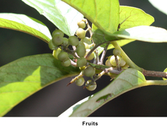 Embelia tsjeriam-cottam