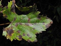 Dothideomycetes