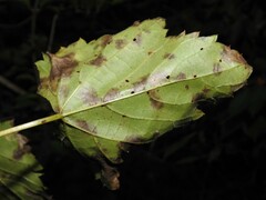 Dothideomycetes