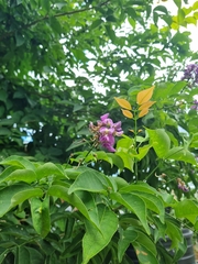 Lonchocarpus