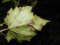 Dothideomycetes