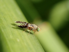 Spathulina acroleuca