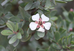 Leptospermum