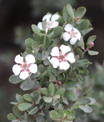 Leptospermum