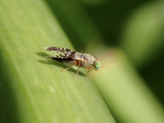 Spathulina acroleuca