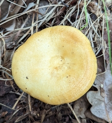 Lactarius croceus