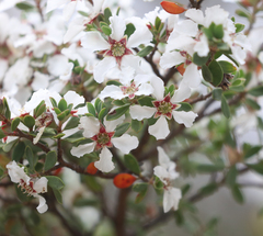 Leptospermum glaucescens