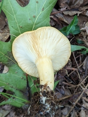 Lactarius croceus