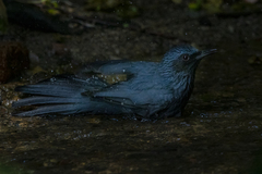 Melanotis caerulescens