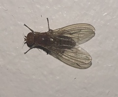 Heleomyzidae