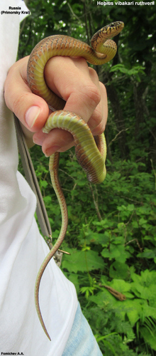 Japanese Keelback, Hebius vibakari