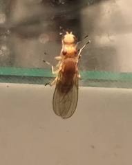 Heleomyzidae