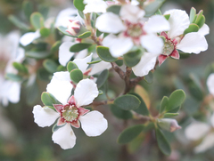 Leptospermum glaucescens