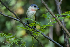 Pachyramphus aglaiae