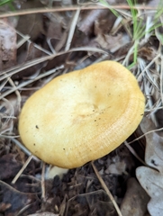 Lactarius croceus