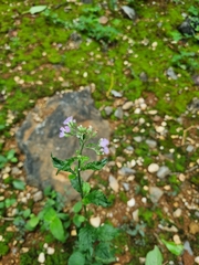 Cyanthillium cinereum
