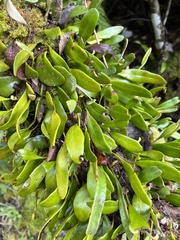 Pyrrosia eleagnifolia