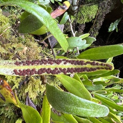Pyrrosia eleagnifolia