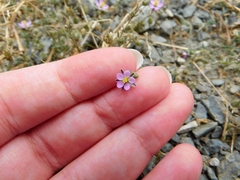 Spergularia macrotheca