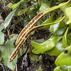 Pyrrosia eleagnifolia