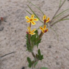 Zaluzianskya divaricata