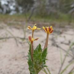 Zaluzianskya divaricata