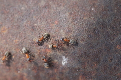 Liometopum occidentale