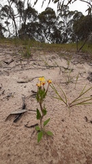 Zaluzianskya divaricata