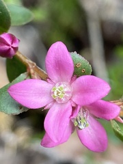 Boronia crenulata