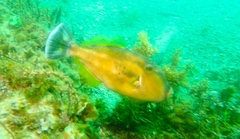 Meuschenia freycineti