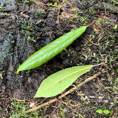 Elaeocarpus dentatus