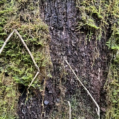 Elaeocarpus dentatus