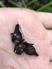 Eucalyptus guilfoylei