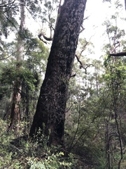 Eucalyptus guilfoylei