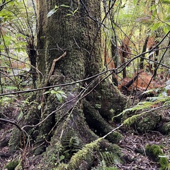 Elaeocarpus dentatus