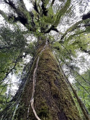 Elaeocarpus dentatus