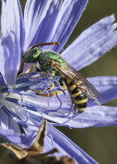 Agapostemon texanus