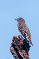 Muscicapa sibirica