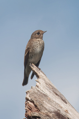 Muscicapa sibirica