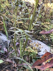 Pedicularis bracteosa