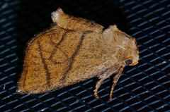 Apoda y-inversa
