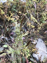 Pedicularis bracteosa